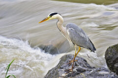 05-20 - ein Jäger fürs Nasse